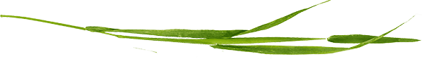 Separator Image