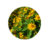 Ingredient 3